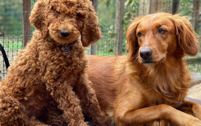 Protected: Potty Training