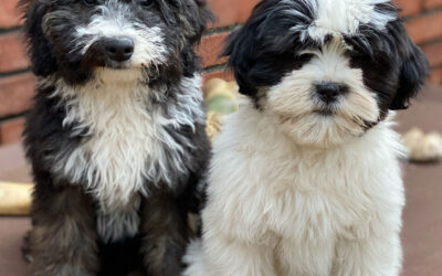 Protected: Puppy Survival Guide