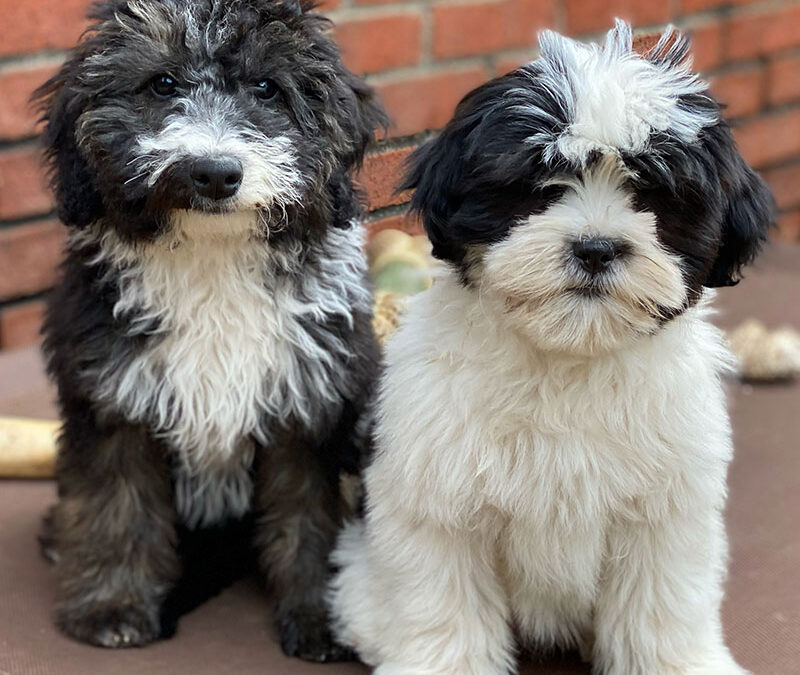 Protected: Puppy Survival Guide