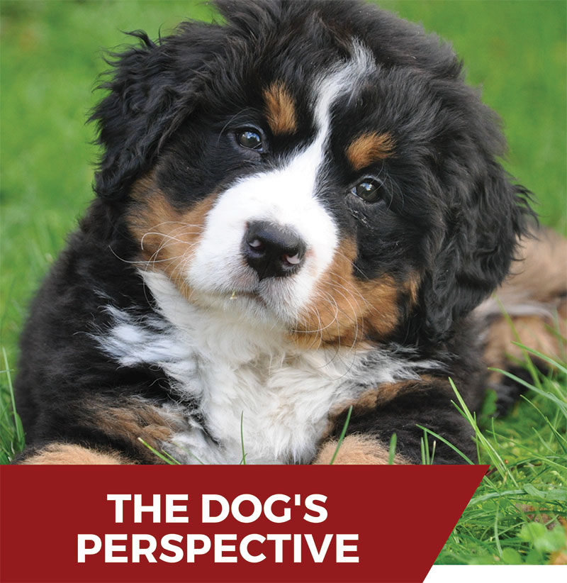 The Dog’s Perspective