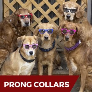 PRONG COLLARS: The Good, The Bad & The Ugly