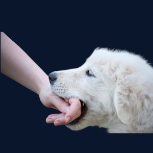 Puppy Biting Mini Course