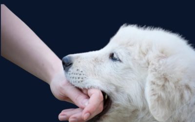 Protected: How to Stop Puppy Biting