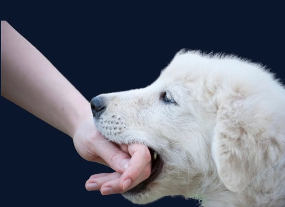 Protected: How to Stop Puppy Biting